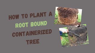 Rootball Shaving How to Plant Root Bound Container Trees [upl. by Granese]