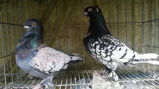 Blondinette Pigeon  Beautiful Breeding Pigeon  Fancy Pet [upl. by Htiekel]