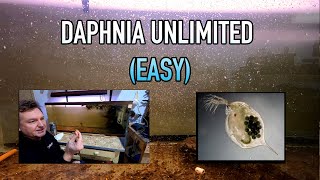 How I Raise Daphnia Water Fleas And You Can Too [upl. by Lomasi79]