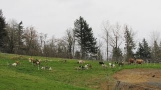 Exploring a Small Scale Integrated Livestock Farm Diversity in Sustainable Agriculture [upl. by Channing]