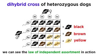 Beyond Mendelian Genetics Complex Patterns of Inheritance [upl. by Red]