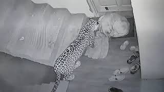 Leopard attacks neighbours dog at my Home Original [upl. by Kira]