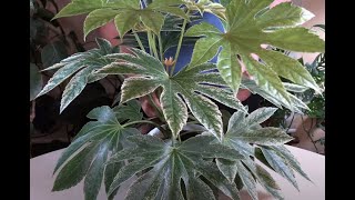 Japanese Aralia  Plant Spotlight [upl. by Adnohs]