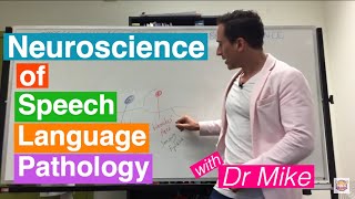 Neuroscience of Speech Language Pathology SLP [upl. by Anec]