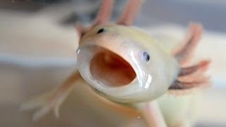 Growing axolotls [upl. by Hermosa]