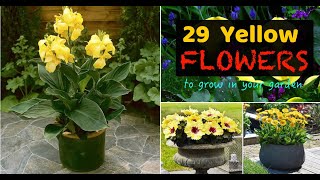 29 Types of Yellow Flowers for Garden  Plants with Yellow Flowers [upl. by Enidualc]