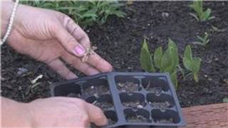 Flower Gardening  How to Grow Carnations From Seeds [upl. by Eckhardt]