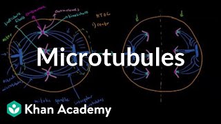 Microtubules  Cells  MCAT  Khan Academy [upl. by Neira]