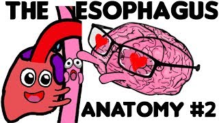 The Esophagus Anatomy PART 2 [upl. by Cherey]