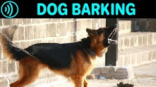 DOG BARKING SOUNDS  Free Dog Barking Sound Effect for Download [upl. by Herbie88]