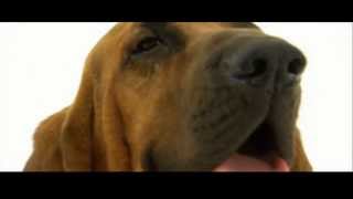 Dogs 101 Bloodhound [upl. by Lubeck]