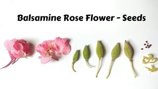 Balsamina Rose Seed Collecting and processing  GardenGraduate  seed collecting series 009 [upl. by Virge]