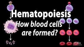 Hematopoiesis  Formation of Blood Cells Animation [upl. by Cryan]