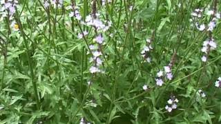 Bach Flower Remedies  Vervain [upl. by Annoyi]