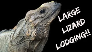 How to Keep Iguanas Indoors [upl. by Kutchins]