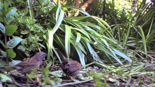 Dunnock or Hedge Sparrow Mating Ritual [upl. by Christin]