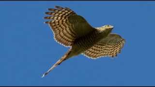 Sparrowhawk Bird Call Bird Song [upl. by Yhtrod]