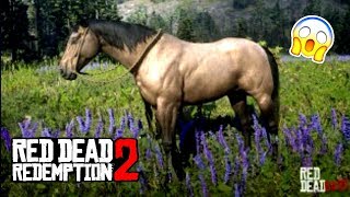 LOCALISATION DU TROTTEUR AMÉRICAIN  RED DEAD REDEMPTION 2 [upl. by Allesor]