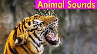 20 Wild Animals  Animal Sounds for Kids to Learn [upl. by Edd]