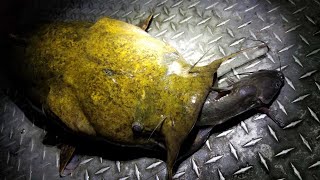 Catching Flatheads with Live Channel Catfish [upl. by Nerrag]