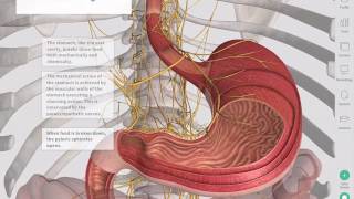 How to Help Clear an Intestinal Blockage [upl. by Meekahs652]