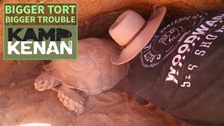 The Truth About Sulcata Tortoises [upl. by Arquit]