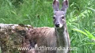 Musk Deer of the Himalaya [upl. by Armalda]