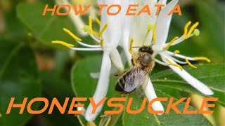 How to eat a Honeysuckle [upl. by Netta]