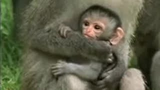 Cute Baby Vervet Monkies Playing  Cheeky Monkey  BBC Studios [upl. by Aney]