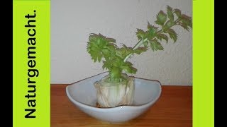 Sellerie einfach nachwachsen lassen regrowing celery MyLovelydeas [upl. by Philipines572]