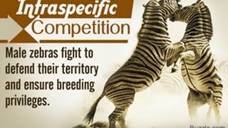 12 Examples of Intraspecific Competition [upl. by Rhpotsirhc111]