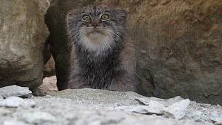 Pallas cat peekaboo [upl. by Ivon]