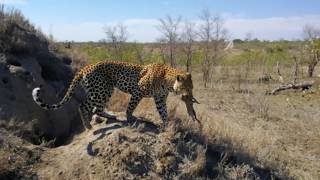 Leopard hunting warthog [upl. by Maureen]