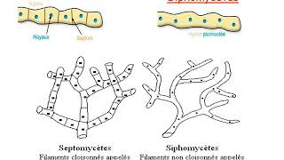 cytologie  morphologie du champignon [upl. by Idok313]