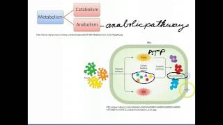 Catabolic and Anabolic Pathways [upl. by Bernadene]