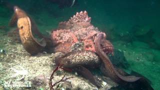 Dangerous Moray Eels  Monsters or Myth [upl. by Benjamin]