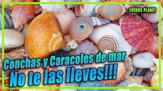 Conchas y Caracoles de Mar No te los lleves a casa [upl. by Ygief]