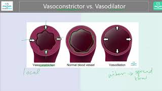 Vasoconstrictor vs Vasodilator Whats the difference [upl. by Adnomal975]