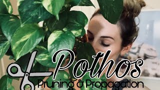 Pothos Pruning Propagation amp General Care Tips [upl. by Retsevel]