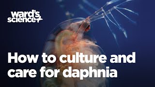 Caring and Culturing for Daphnia [upl. by Elihu]