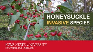 Honeysuckle Invasive Species [upl. by Jerri]