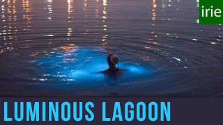 Luminous Lagoon Jamaica Glowing Water Experience Glistening Waters Jamaica Video Guide [upl. by Lehcim]