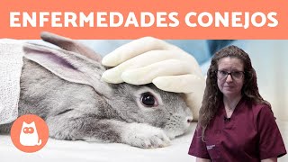 Las ENFERMEDADES de los conejos MÁS COMUNES 🐰 [upl. by Aihsatan636]