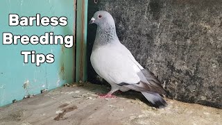 How to breed Barless Pigeons [upl. by Libbi]