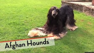 Afghan Hound  Bests of Breed [upl. by Riatsila]