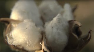 How was it made Growing cotton [upl. by Nick]