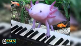 AXOLOTL cute pets compilation [upl. by Georgette403]