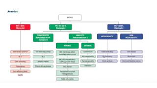 USMLE Pharmacology Hematinics [upl. by Annoyik]