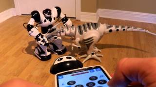 WowWee RoboRemote IR dongle  Robosapien X vs Roboraptor robot fighting [upl. by Alyl837]