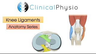 Ligaments of the Knee Joint  Clinical Physio [upl. by Neva]